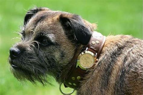 rolex dog|Rolex Dog Collar .